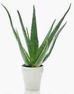 Aloe vera plant