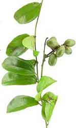 Abuta medicinal herb