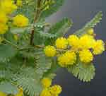 Acacia