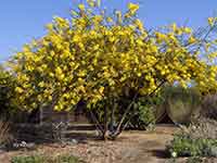 Acacia tree