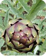 Globe artichoke