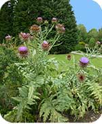 Globe artichoke