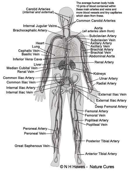 A drawing of the human body with lines pointing to all the different artery and veins.