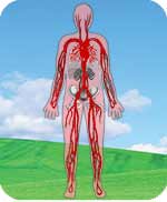 Blood and veins