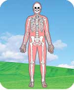 Bone and joint disorders