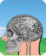 brain disorders