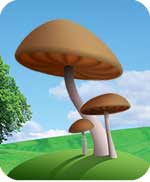 Fungal and yeast infections