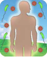 Immune system
