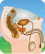 Erectile dysfunction and prostate