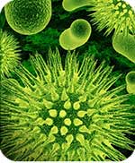 Virus