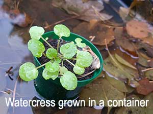 Watercress