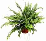 Kimberly Queen fern houseplant