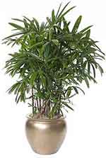 Lady palm houseplant