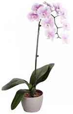 Moth orchid houseplant