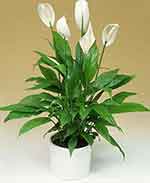 Peace lily houseplant
