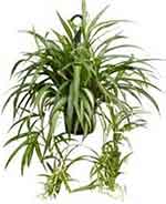 Spider plant