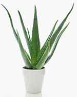 Aloe vera
