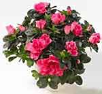 Azalea houseplant