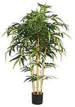 Bamboo palm houseplant