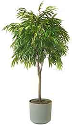 Banana fig houseplant