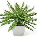 Boston fern houseplant
