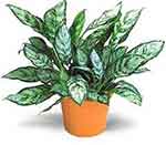 Chinese evergreen houseplant