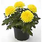 Chrysanthemum houseplant