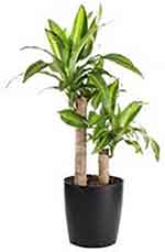 Corn cane houseplant