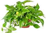 Devil's ivy or Golden pothos houseplant