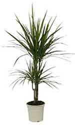 Dragon tree houseplant
