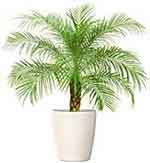 Dwarf pygmy date palm houseplant