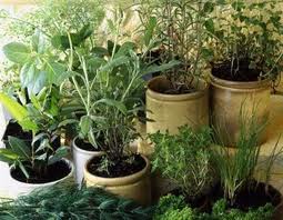 Green herbs