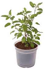 Holy basil houseplant