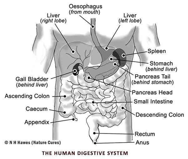Diagram of the intestines