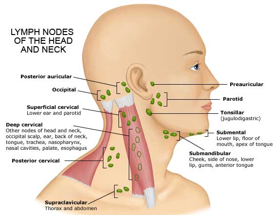 Lymph nodes of the head and neck diagram