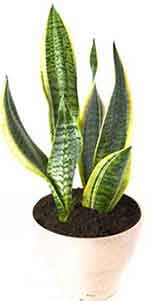 Mother in laws tongue or snake plant