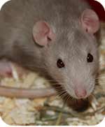 Rat