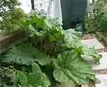 Rhubarb