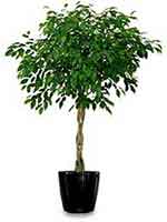 Weeping fig houseplant