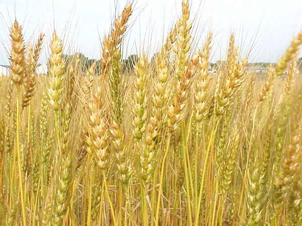 Whole grains