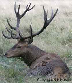 Deer laying down in Bushy Park UK