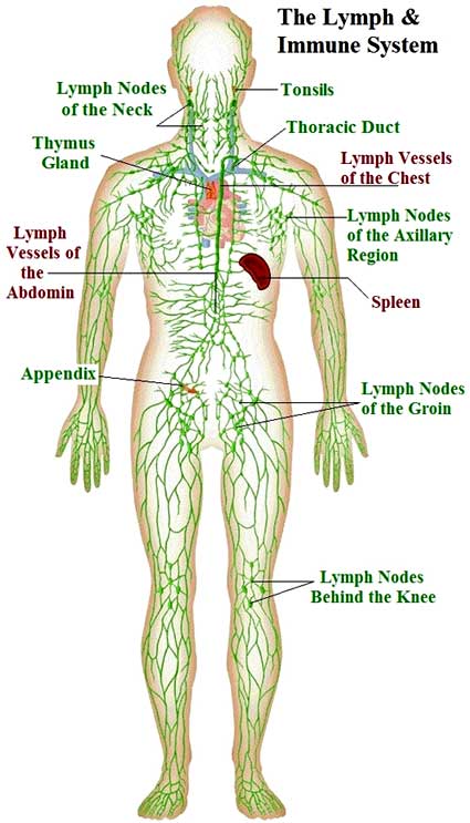 Diagram of the lymph nodes in the human body