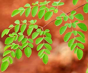 Moringa leaves