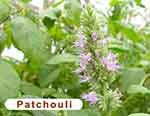 Patchouli