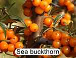 Sea buckthron