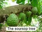 Soursop