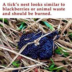 Tick nest
