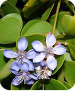 Guaiacwood tree flower