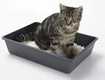 Cat sitting in a litter tray