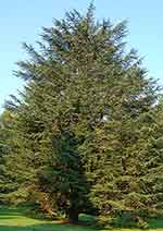 Cedar tree